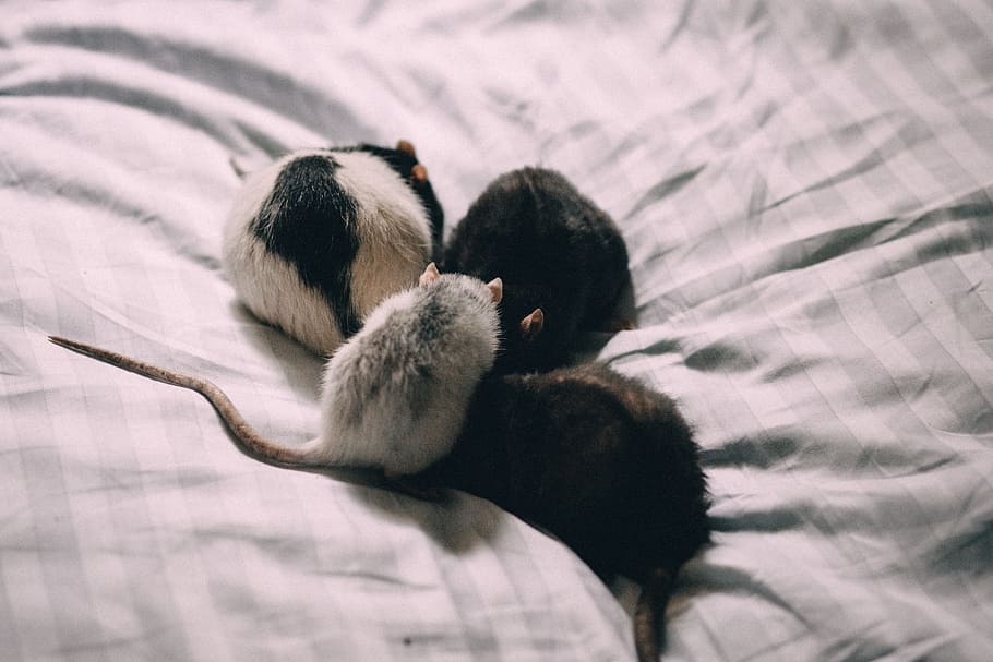 animals, adult, alergy, bed, black, care, cosy, cute, domestic, domesticated
