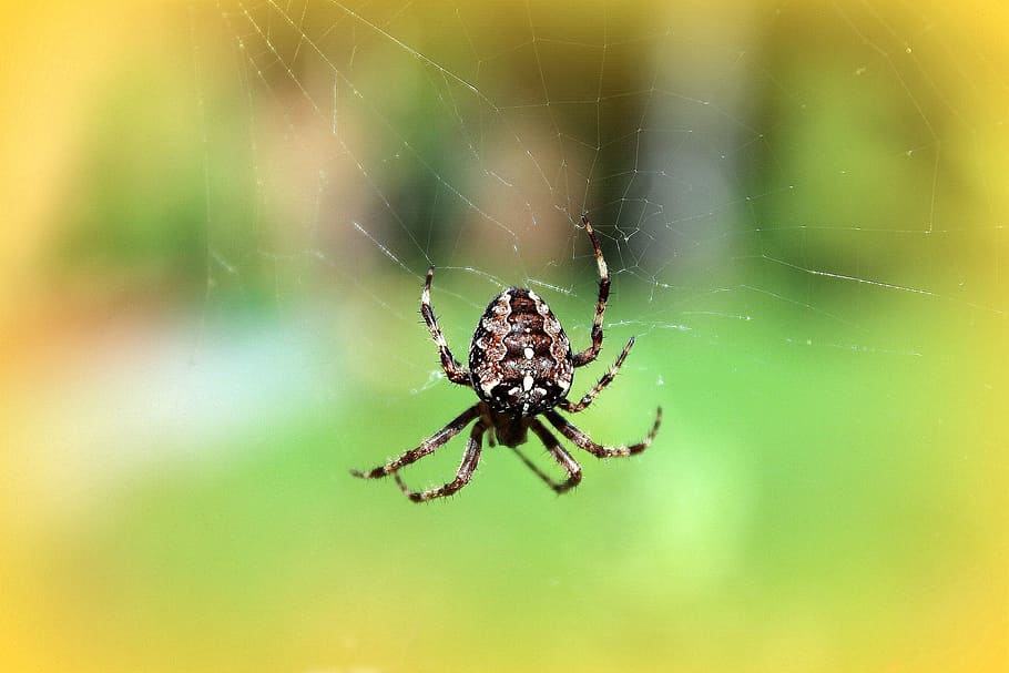 거미, 거미줄, araneus, 곤충, 자연, 여름, 작은 곤충, 무척추 동물, 거미류의 동물, 동물