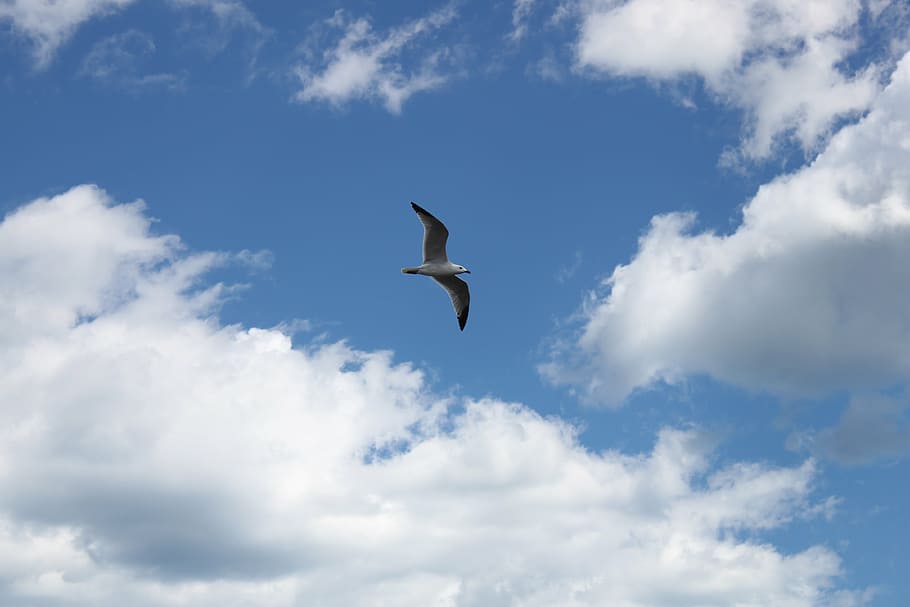 seagull, sky, wind, clouds, background, bird, fly, cloud - sky, flying, animal wildlife