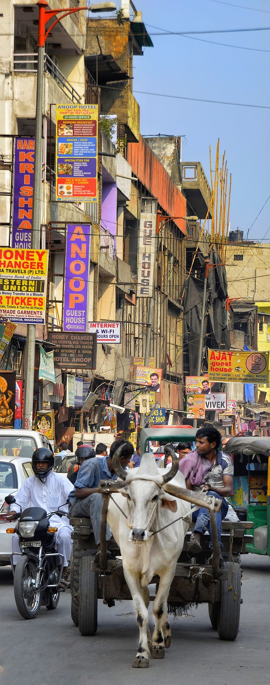 street life, street, old, delhi, city, india, transport, ox, cart, stock