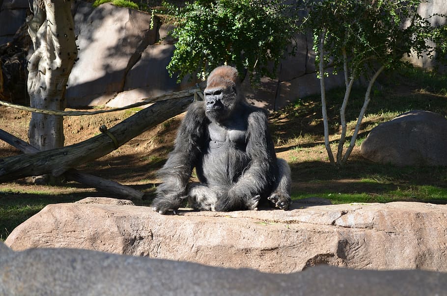 gorilla seating, gorilla, san diego zoo, wildlife, money, sitting in sun, primate, animal wildlife, mammal, sitting