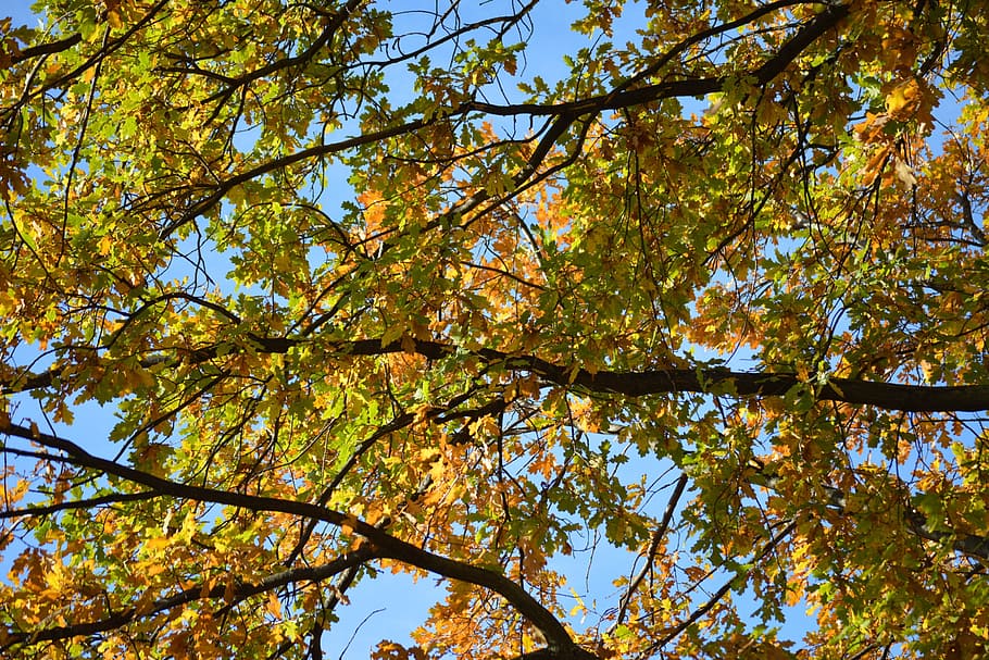 Autumn, Fall, Branches, Leaves, Colorful, autumn, fall, tree, orange, nature, season