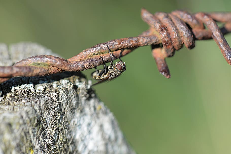 black, fly, gray, metal barbwire, barbed wire, close, rusty, insect, nature, close-up