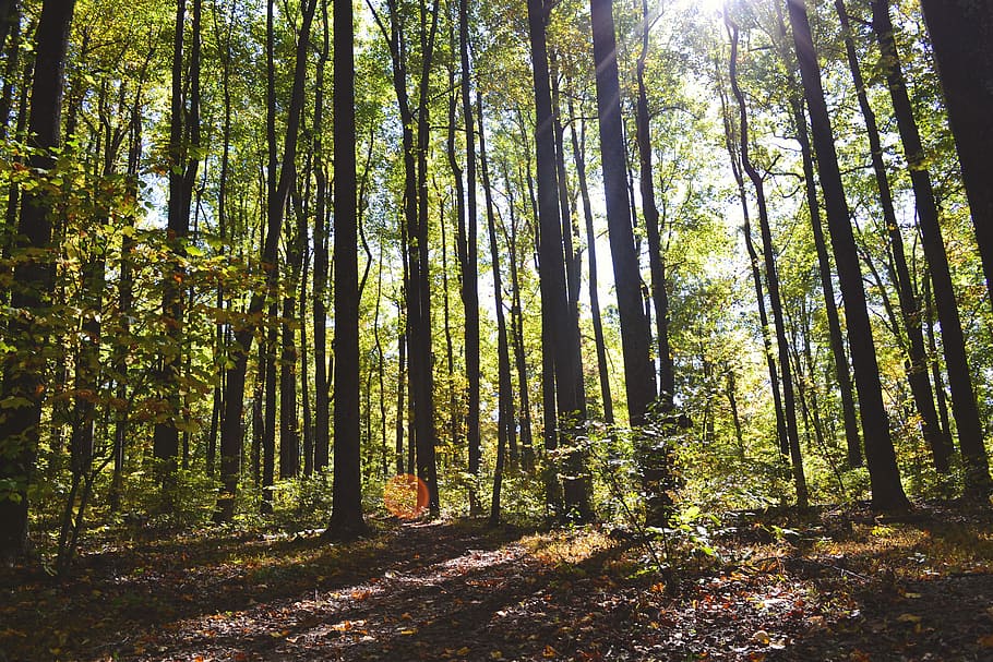 en bosque, bosque, otoño, inspiración, hojas, árbol, naturaleza, al aire libre, hoja, color verde
