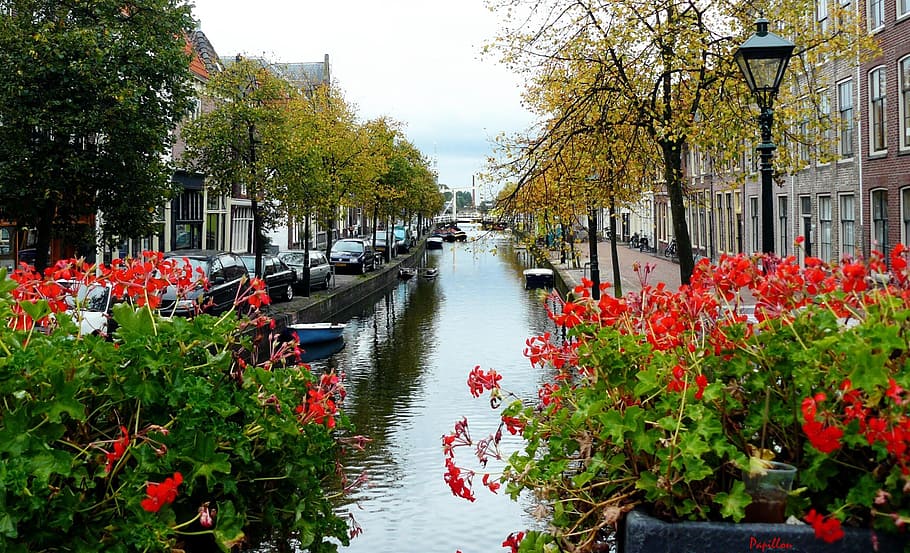 red, flowers, river, daytime, canal, water, channel, amsterdam, holland, netherlands