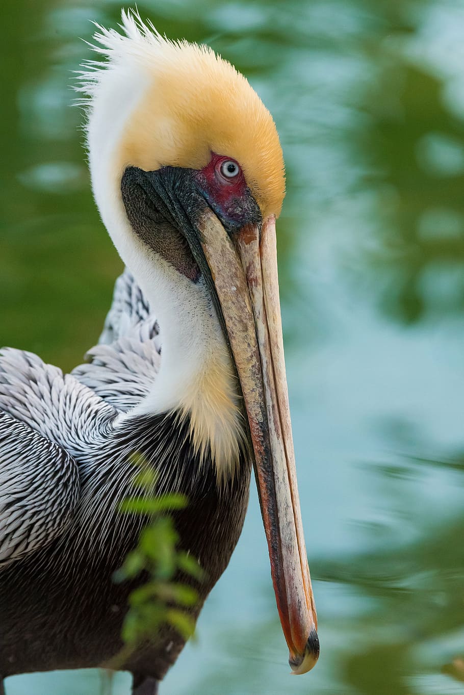 macro photography, yellow, white, bird, standing, daytime, pelican, wings, nature, animal
