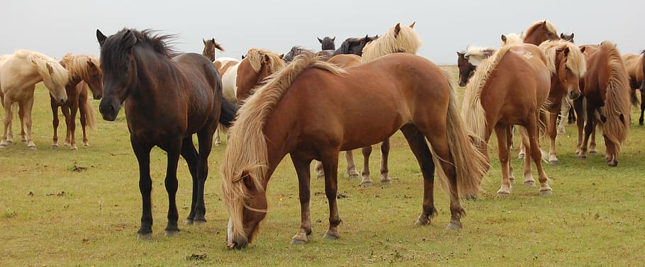 brown, horses, daytime, iceland, meadow, animal themes, horse, domestic animals, livestock, mammal