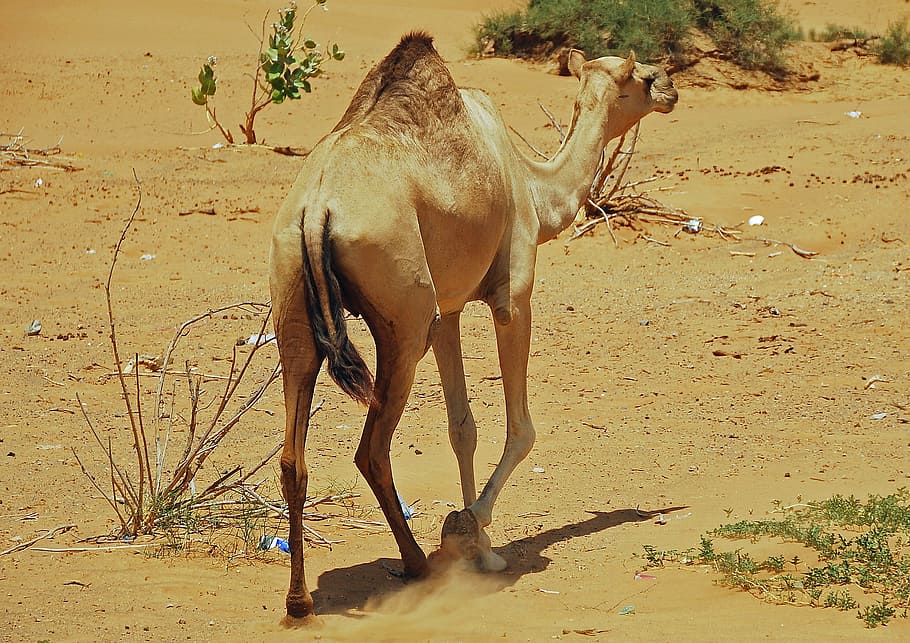 Camel, Mammal, Desert, Sand, Caravan, desert, sand, sahara, animal themes, horse, running