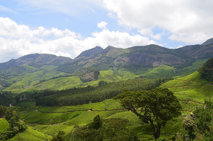 verde, árboles, campo de hierba, nublado, cielo, Munnar, té, plantación, Kerala, India
