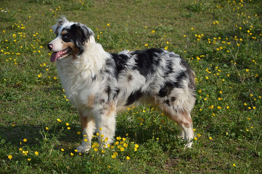 adult, black, white, brown, australian shepherd, standing, grass field, dog, young dog, australian sheperd