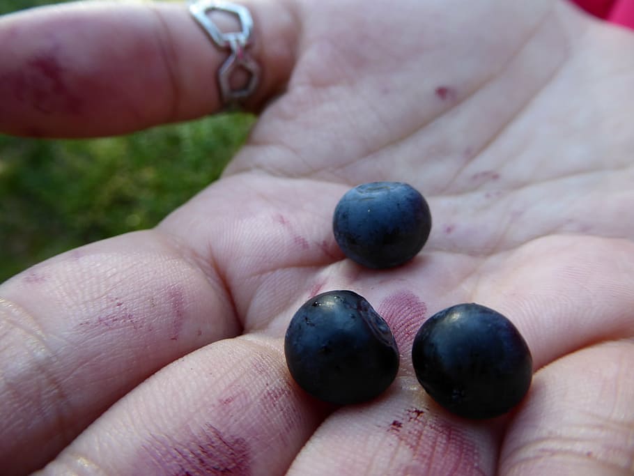 blueberry, hand, autumn, forest, berry, nature, human Hand, human body part, fruit, one person