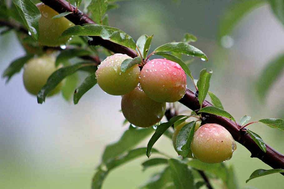 Wild, Plums, Plum, Tree, Close-Up, plum, tree, food and drink, fruit, leaf, freshness
