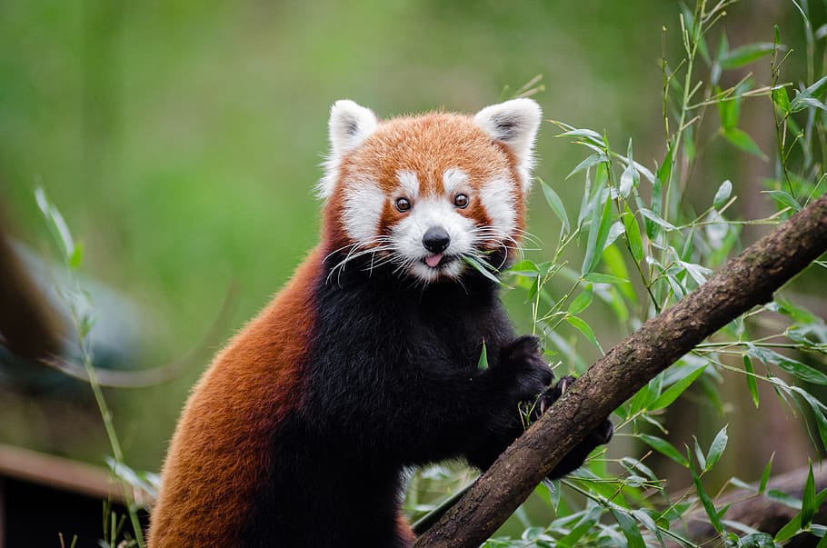 Red Panda, panda, branch, animal themes, animal wildlife, animal, one animal, animals in the wild, tree, mammal