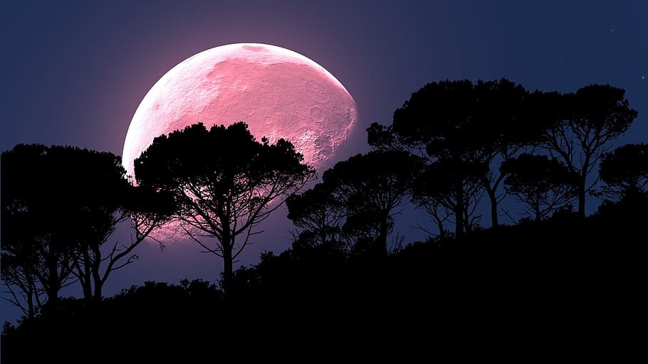 moon rise, silhouette treeline, night time, silhouette, treeline, moon, pink, trees, night, background