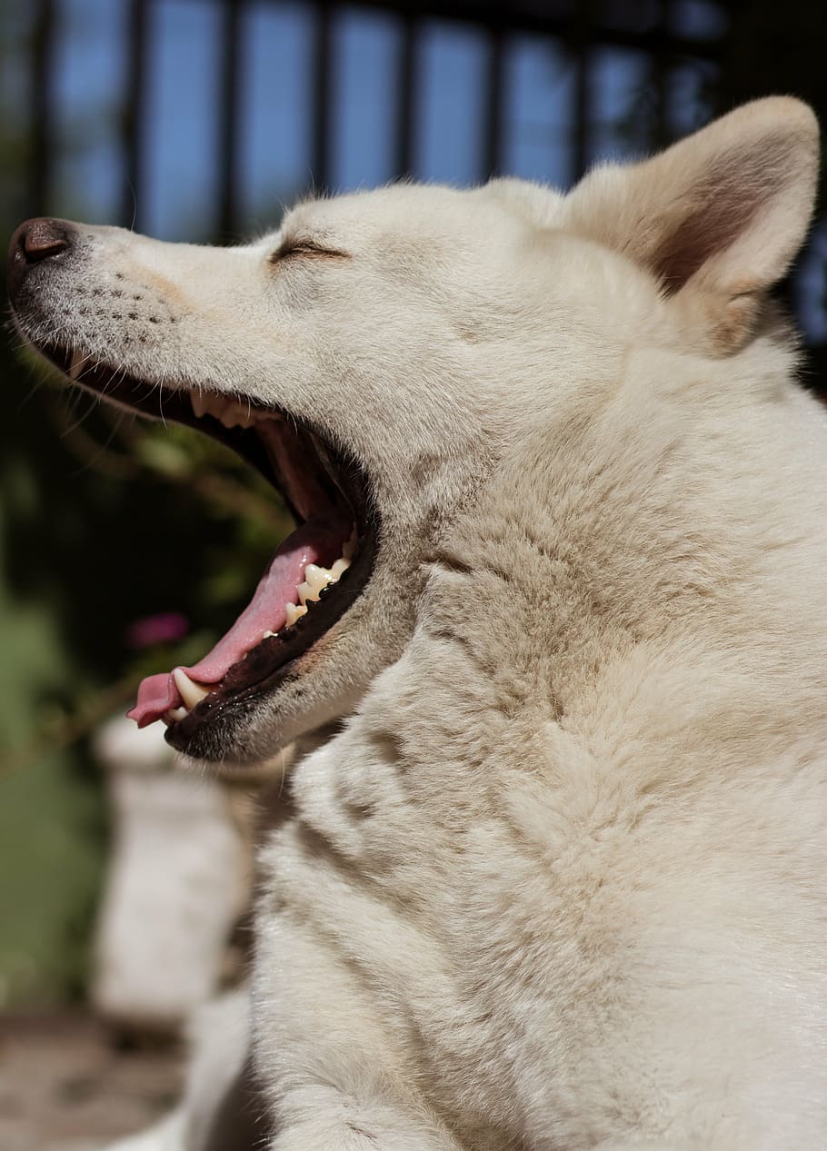 white dog yawning, dog, teeth, sleep, pet, yawn, animal, open mouth, cute, funny