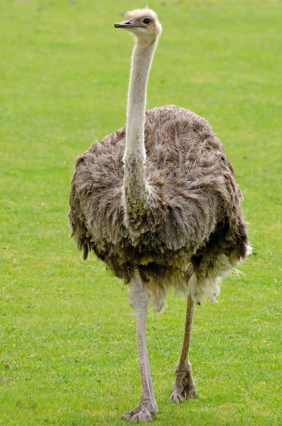 brown, walking, daytime, Ostrich, emu, neck, bird, paw, background, biped