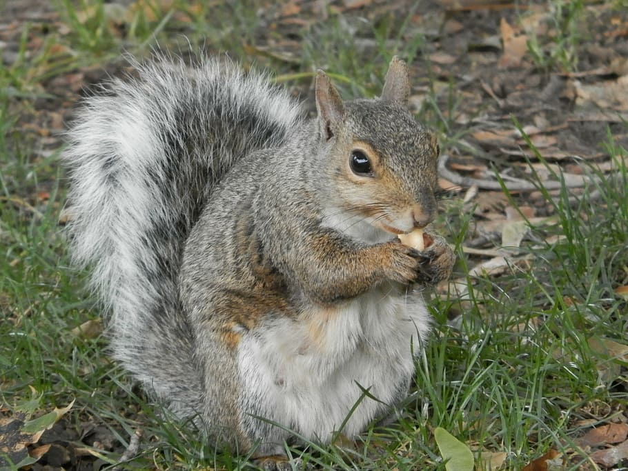 squirrel, park, peanut, animal, gray, wildlife, eating, rodent, nut, animal themes