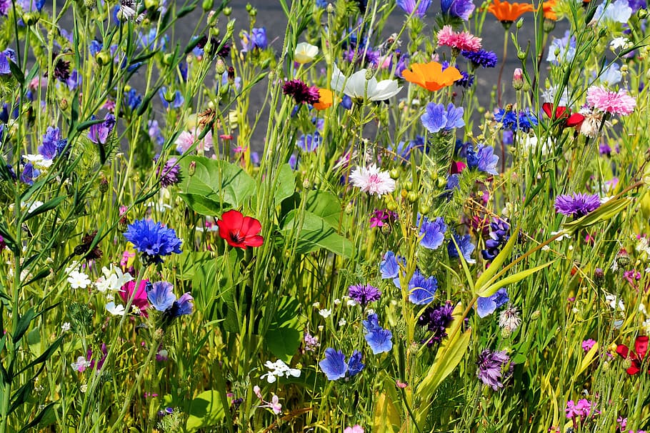 assorted-color flowers, flowers, blütenmeer, bloom, color, colorful, farbenpracht, flowering plant, flower, plant
