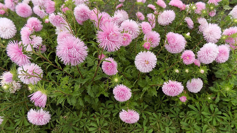 asters, flowers, bloom, astra, flowering plant, flower, plant, freshness, beauty in nature, growth