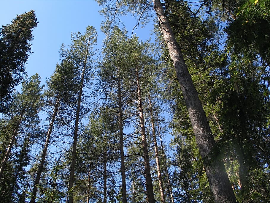 pinheiros, pinhal, floresta de madeira, árvore, plantar, vista de ângulo baixo, tronco de árvore, tronco, floresta, crescimento