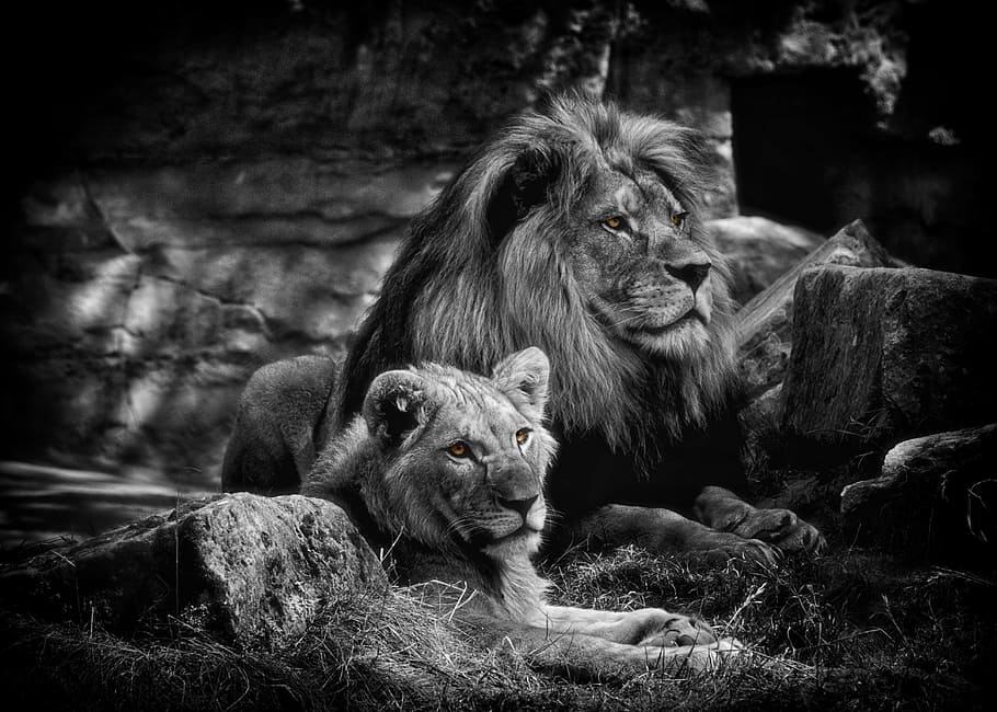 foto em escala de cinza, dois, leões, leão, animais, predador, áfrica, preto branco, jardim zoológico, gato