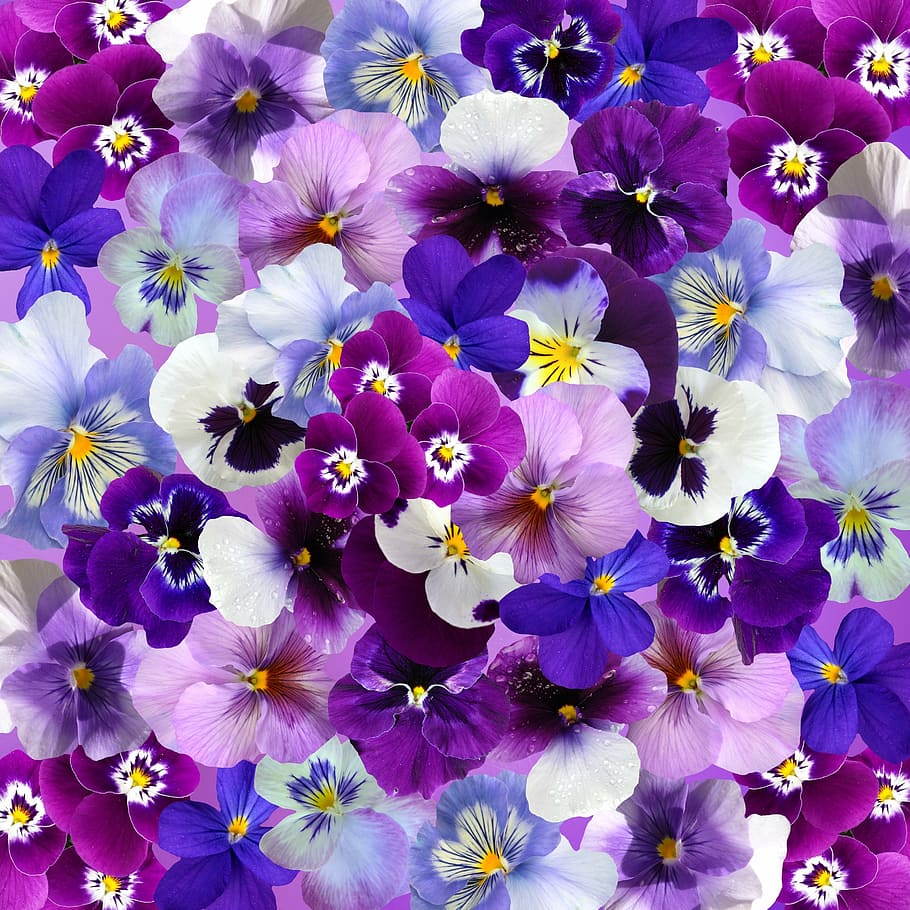 purple, white, pansy flowers, graphic, background, pansy, easter, spring, flowers, colorful