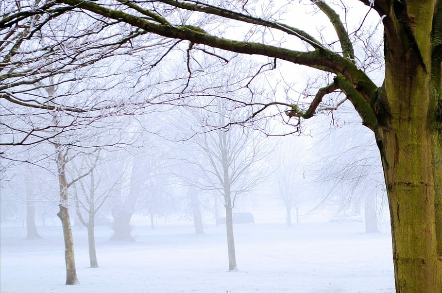 Invierno, Frost, Nieve, Naturaleza, Macro, paisaje, fondo, diciembre, temperatura, menos
