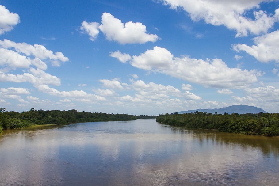 rio branco, roraima, viruá, amazônia, floresta, floresta tropical, selva, natureza, tropical, árvore