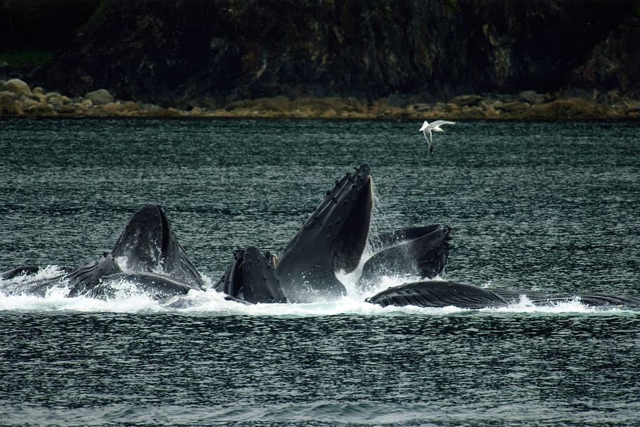 playing, water, around, alaska, Humpback Whale, Juneau, Alaska, animal, humpback, Juneau, marine