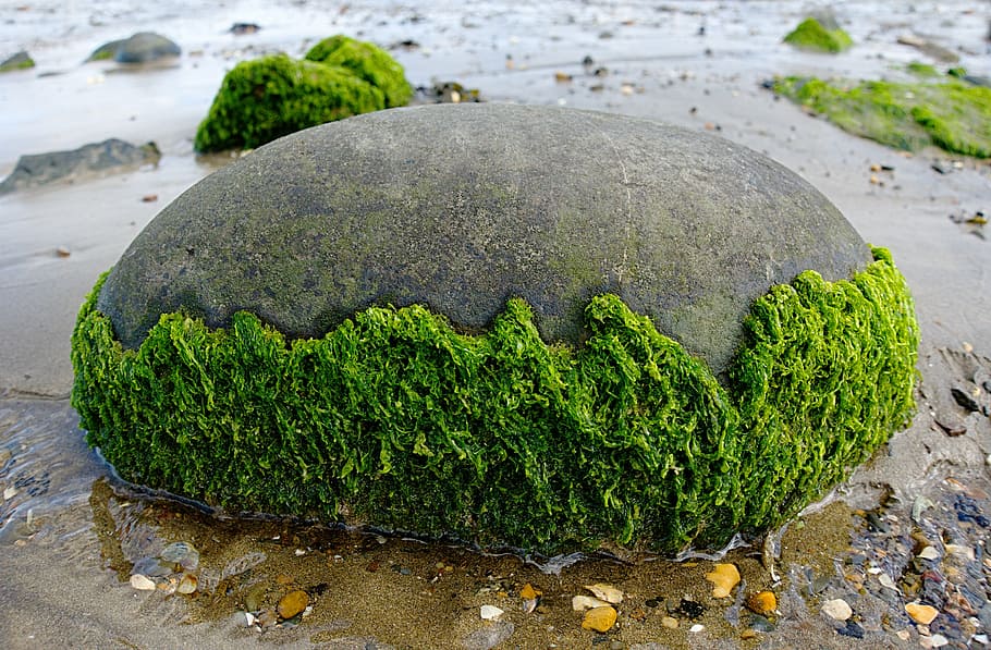 gray, stone, half-filled, moss, seaweed, rock, round, beach, seaside, marine