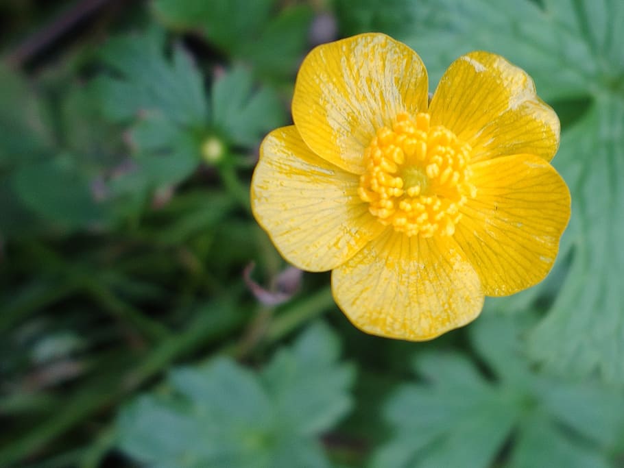 buttercup, flower, yellow, flowering plant, plant, freshness, beauty in nature, inflorescence, flower head, petal