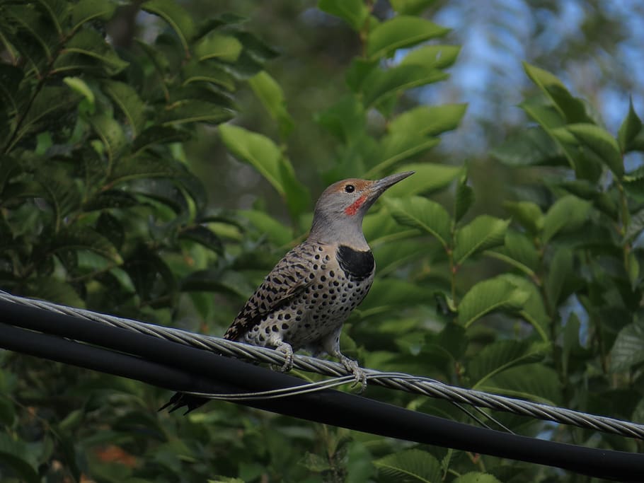 northern flicker, bird, bird on a wire, woodpecker, flicker, nature, wildlife, northern, watercolor, avian
