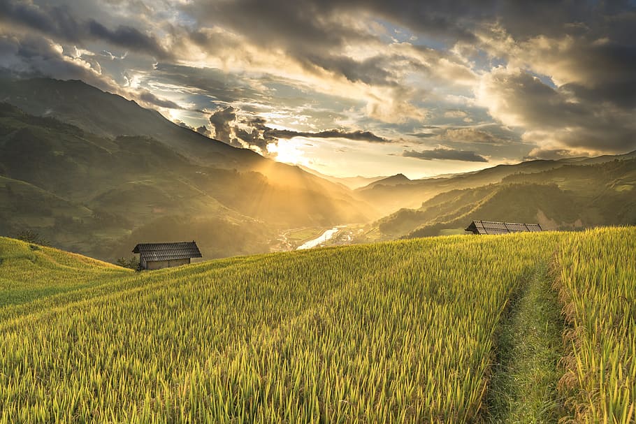fotografía, campo de arroz, vietnam, arroz, kathy, terrazas, hoang suphi, viajes, el paisaje, natural