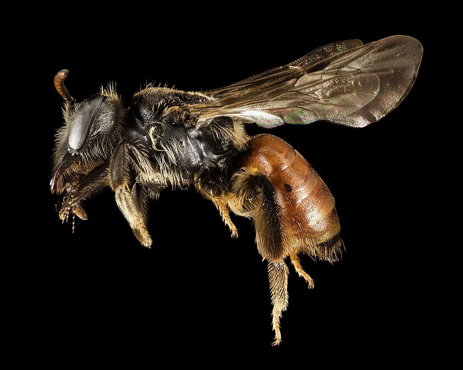 lebah, makro, serangga, alam, serbuk sari, yunani, sayap, profil, penyerbukan, antena