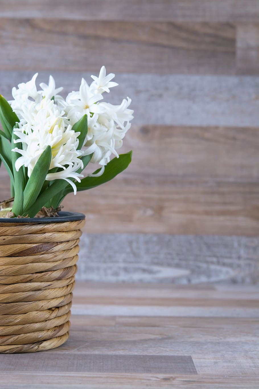 white flowers, hyacinth, flower, flowers, white, fragrant flower, spring flower, flowerpot, plant, spring