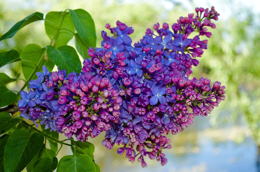 lilac, lilac bush, lilac flowers, may, flowers, bloom, spring, closeup, nature, plant