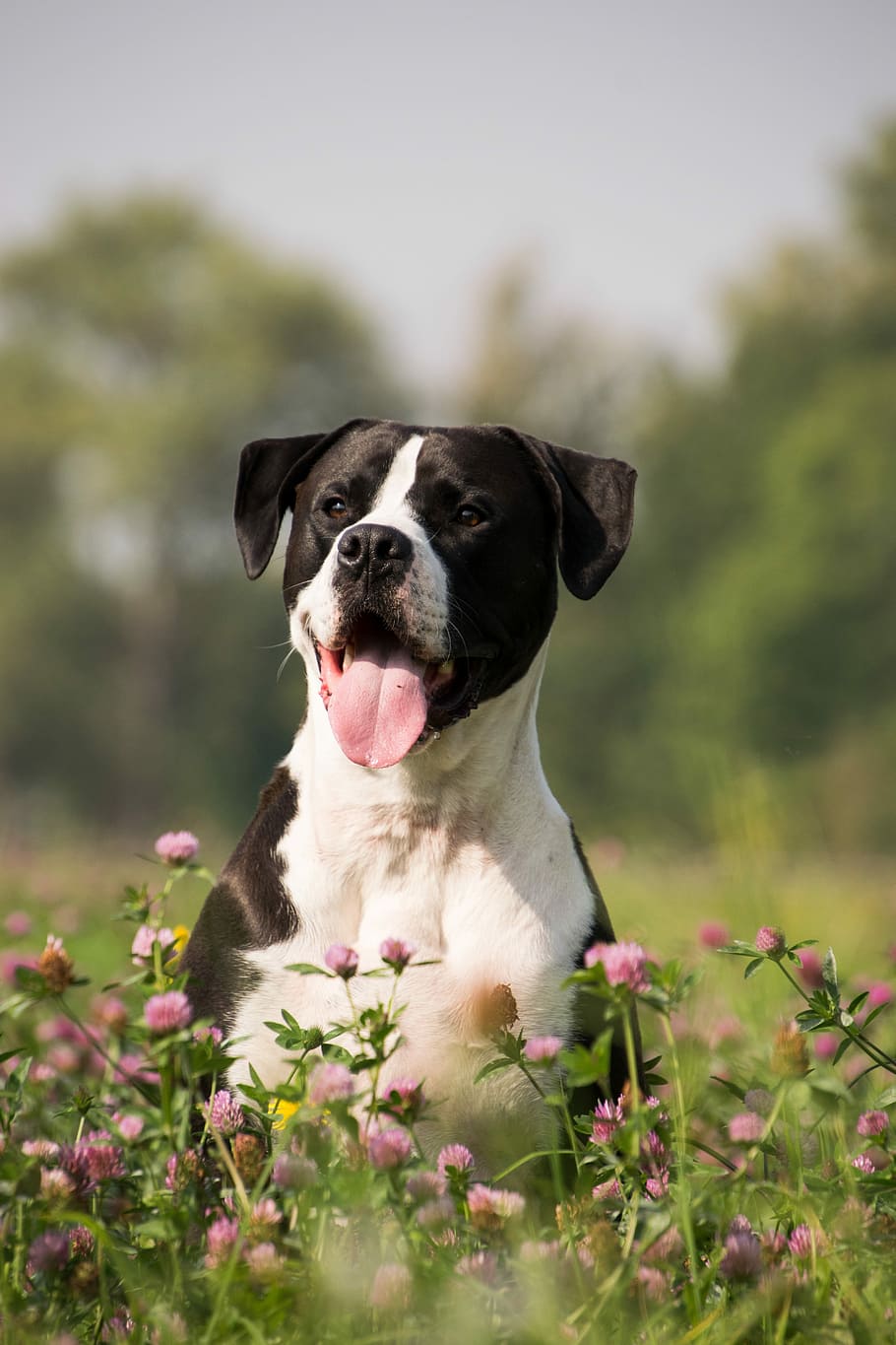 adult, black, white, american pit bull terrier, pink, petaled flower field, dog, tongue, animal, flowers