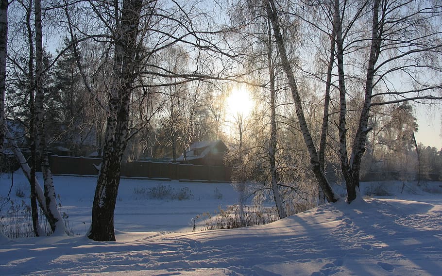 冬, 雪, 太陽, 日没, 風景, 寒さ, 自然, 低温, 木, 裸木