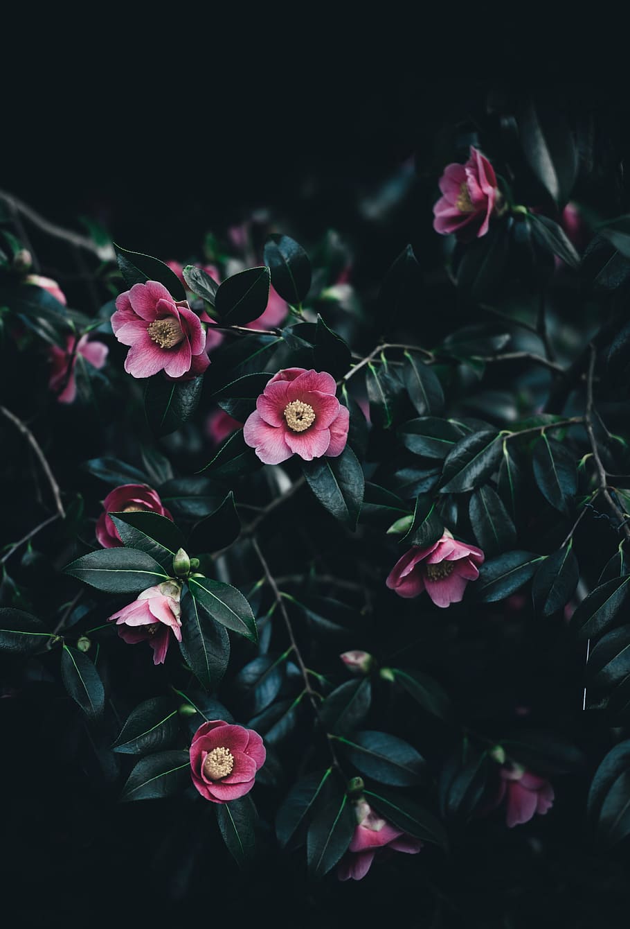 rosa, flores com pétalas, preto, plano de fundo, escuro, folha, planta, natureza, flor, cor rosa