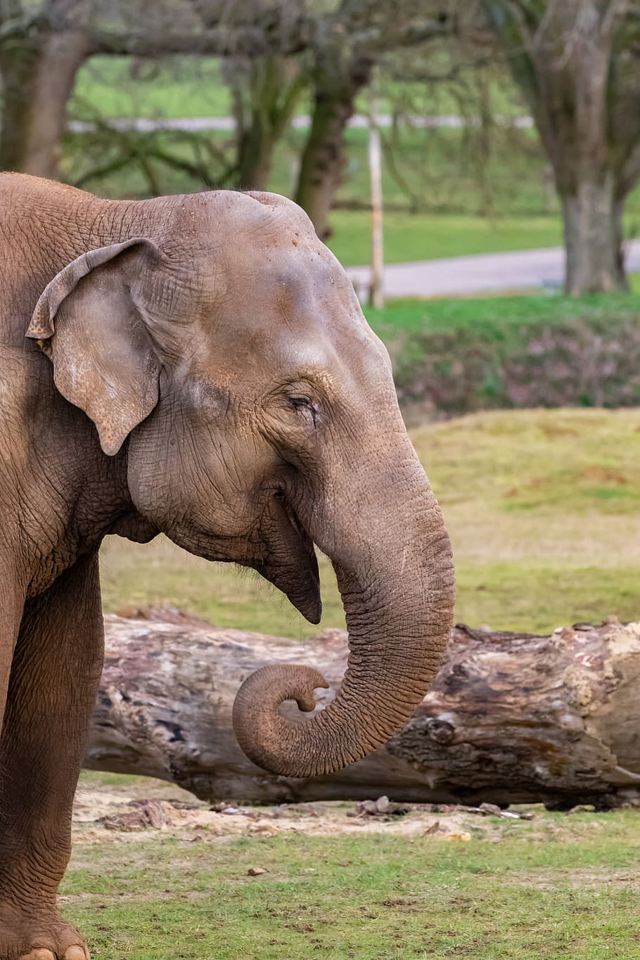 indian elephant, elephants, male elephant, female elephant, zoo, wild elephants, captive elephants, elephant, wise, old