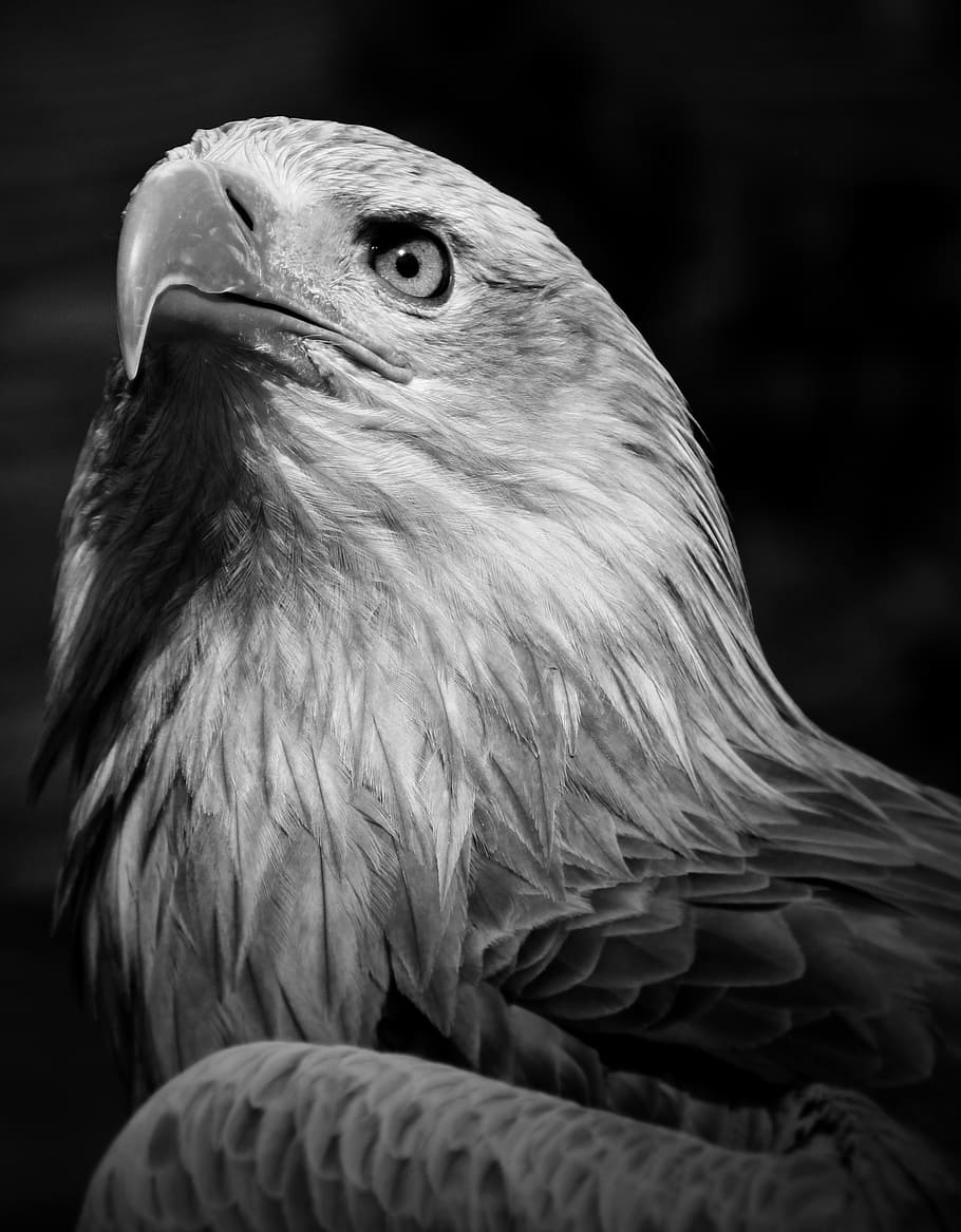 fotografía en escala de grises, águila, afuera, pico, salvaje, naturaleza, depredador, primer plano, águila de cola blanca, majestad