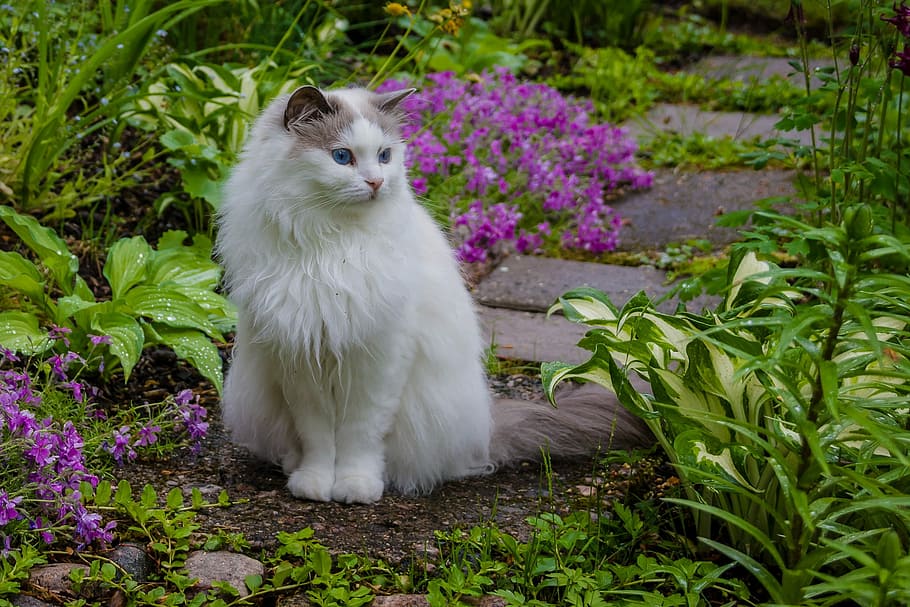 white, cat, purple, petaled flowers, nature, flower, garden, plant, one animal, animal themes