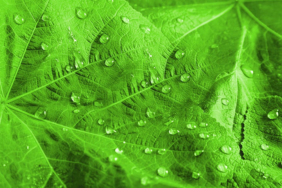 leaves, green, green leaves, plant, nature, water, drops, drops of water, life, pics