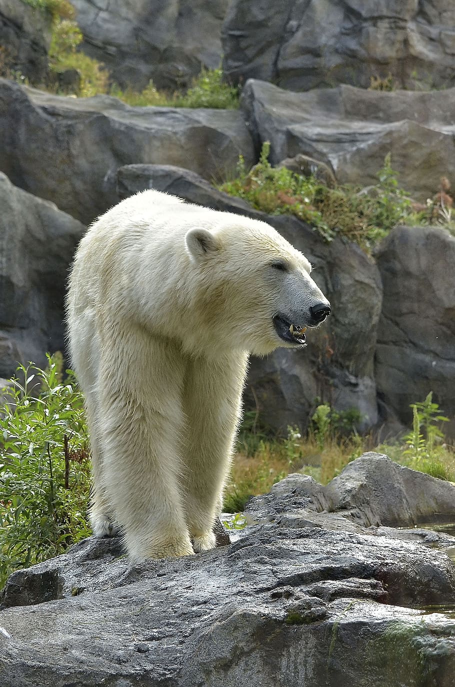 polar bear, zoo, fur, white, white fur, bear, white bear, animal, animal themes, rock