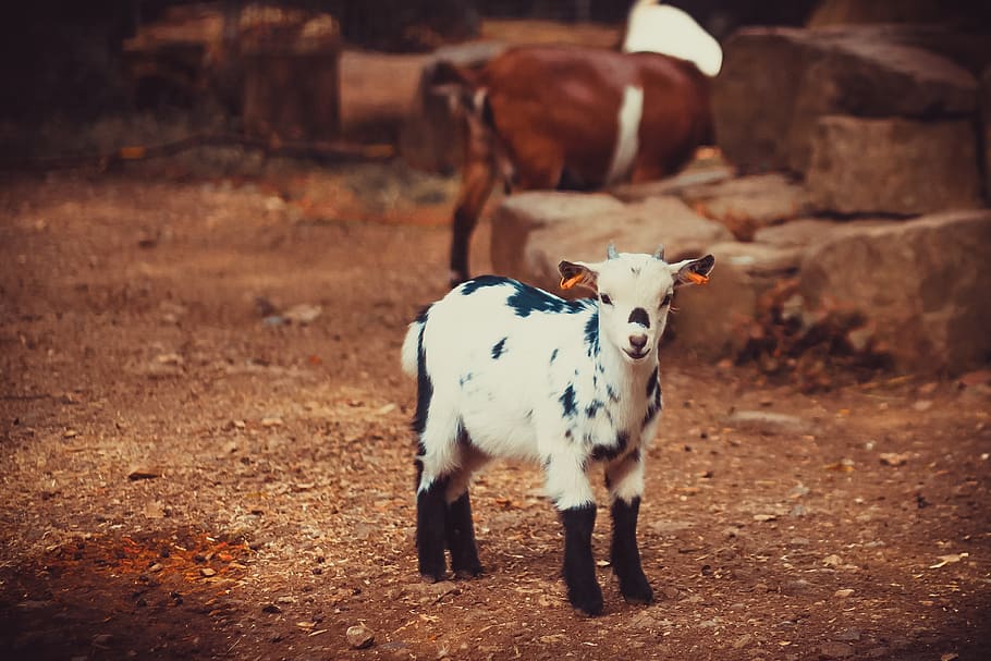 goat, aries, livestock, petting zoo, goats, capricorn, kid, domestic goat, mammal, animal