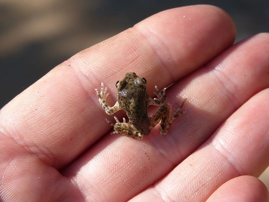 Frog, Lower Case, Hand, Priorat, montsant, human body part, human hand, human finger, one animal, hermit crab