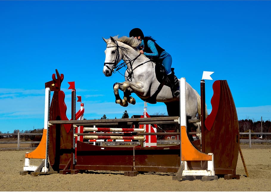 kuda, showjumping, melompat, pengendara, berkuda, olahraga, menunggang kuda, ternak, satwa liar, hewan domestik