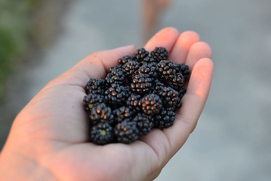 Blackberry, Alam, Makanan, Buah, Organik, alami, tangan manusia, bagian tubuh manusia, memegang, satu orang