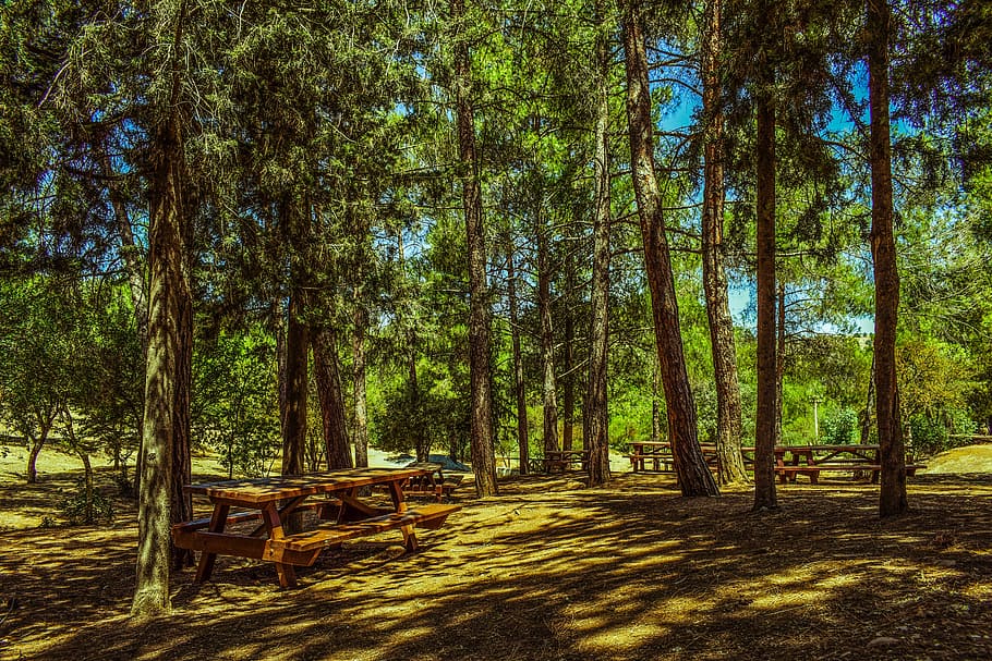 brown, wooden, picnic table, trees, forest, picnic site, nature, landscape, mandri tou kampou, troodhos