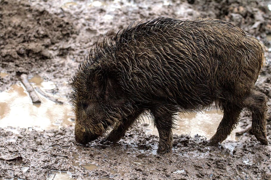 Wild, Forest, Boar, Nature, wild, forest, wild Boar, pig, animal, mammal, domestic Pig
